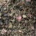 野生金线莲正宗干品广西野生深山金线莲