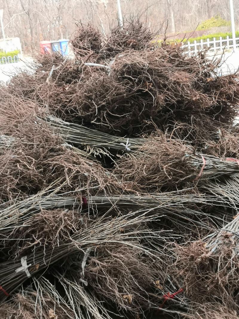 泰山大红袍板栗苗价格华光板栗苗大栗子树