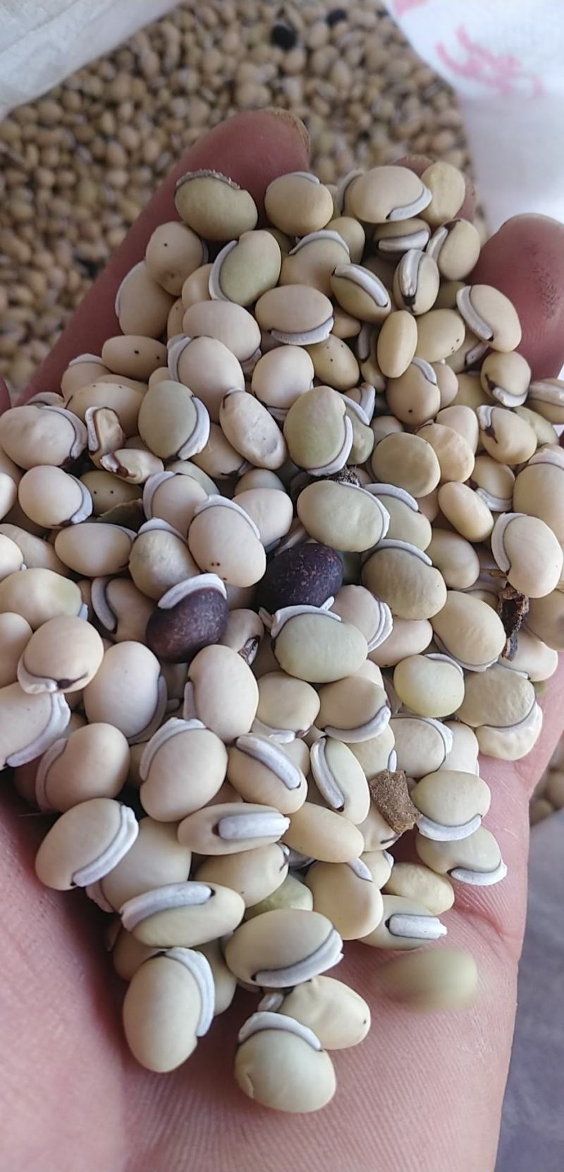 【推荐]白扁豆，俗称拉巴豆，茶豆，一手货源，物美价廉。