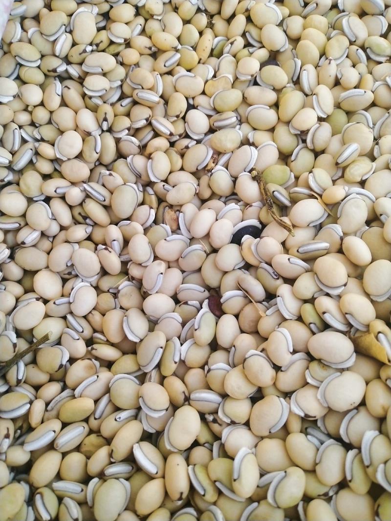 【推荐]白扁豆，俗称拉巴豆，茶豆，一手货源，物美价廉。