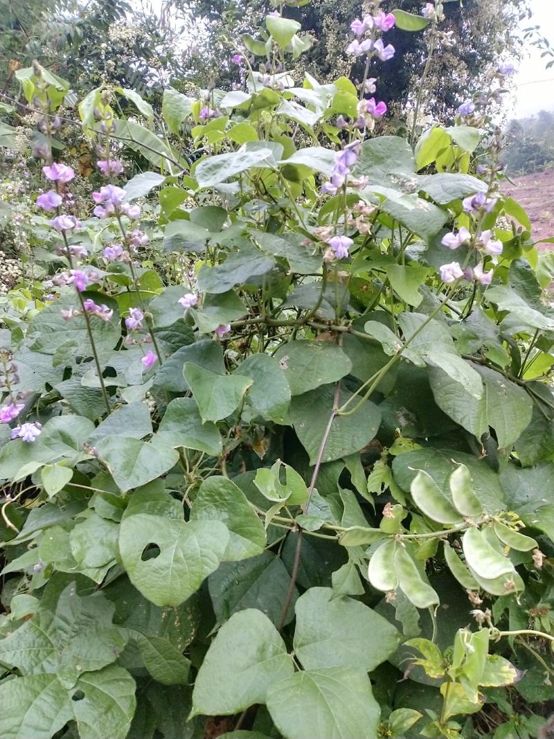 【推荐]白扁豆，俗称拉巴豆，茶豆，一手货源，物美价廉。