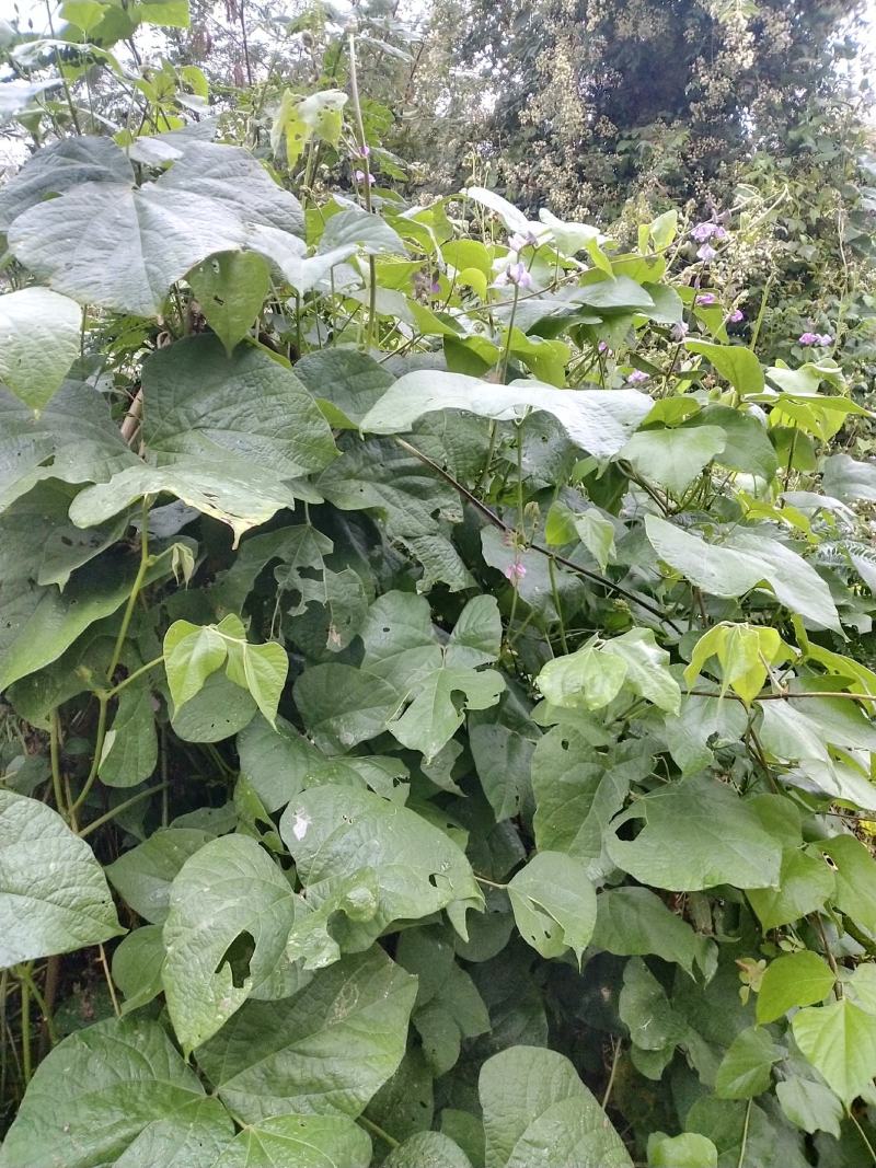【推荐]白扁豆，俗称拉巴豆，茶豆，一手货源，物美价廉。