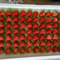 精品红颜草莓基地直发一手货源质量上乘对接商超市场