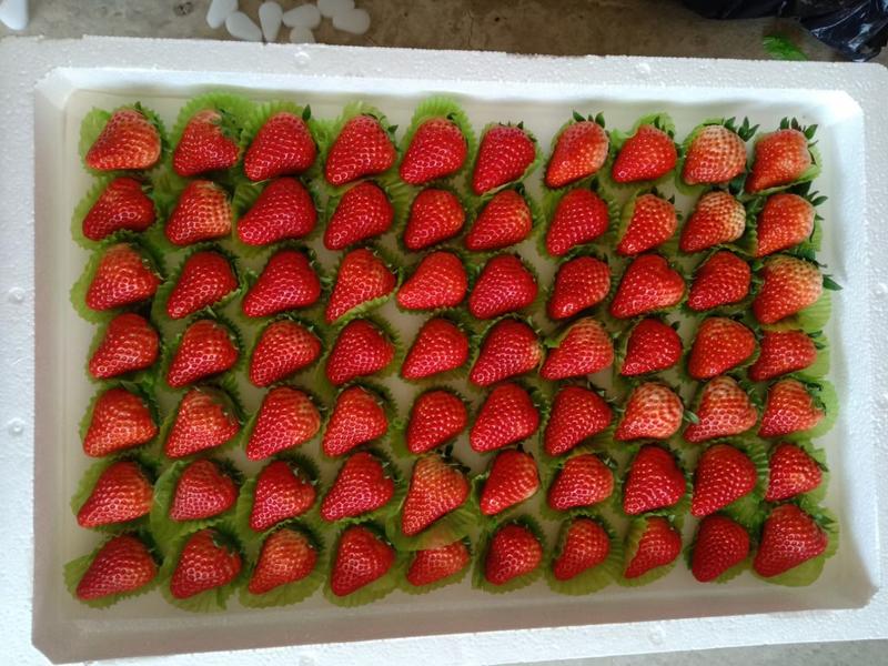 精品红颜草莓基地直发一手货源质量上乘对接商超市场