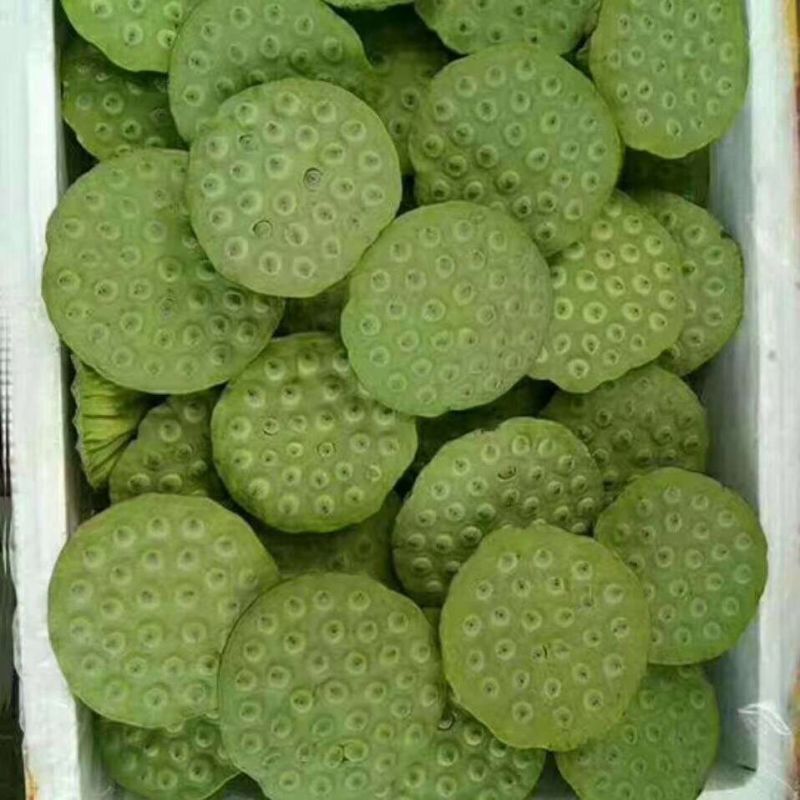 莲藕种，太空莲藕种批发500颗起批送货上门免费提供技术