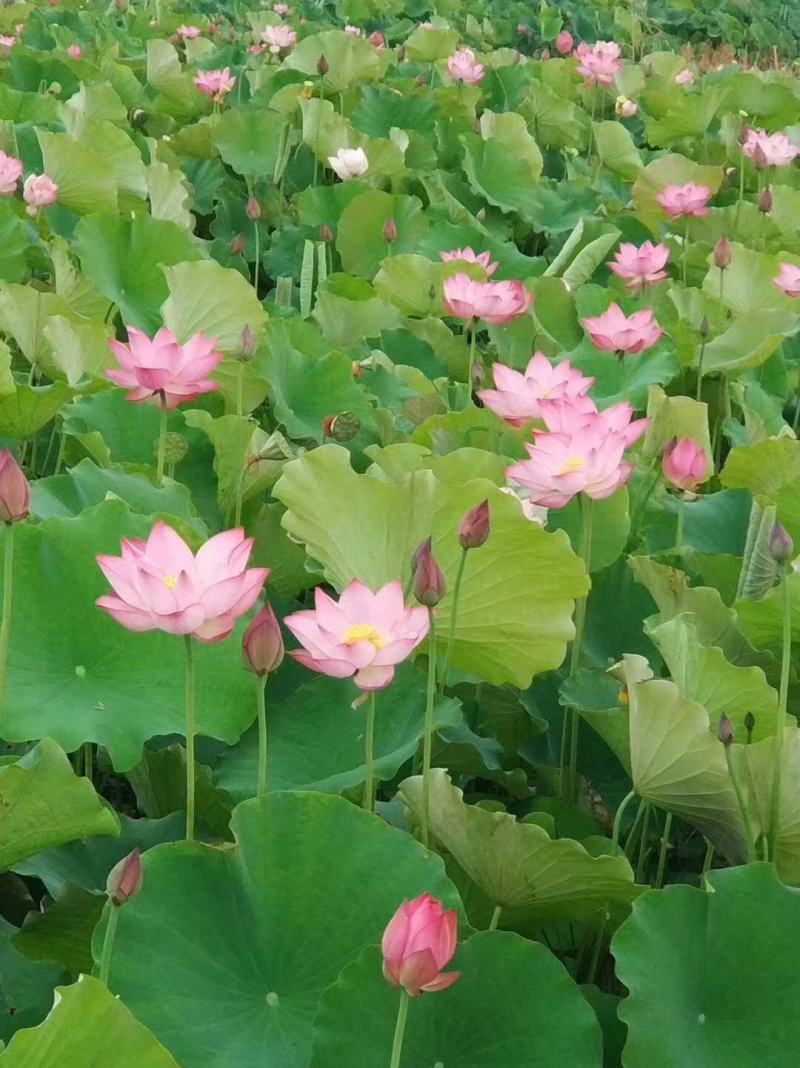 莲藕种，太空莲藕种批发500颗起批送货上门免费提供技术