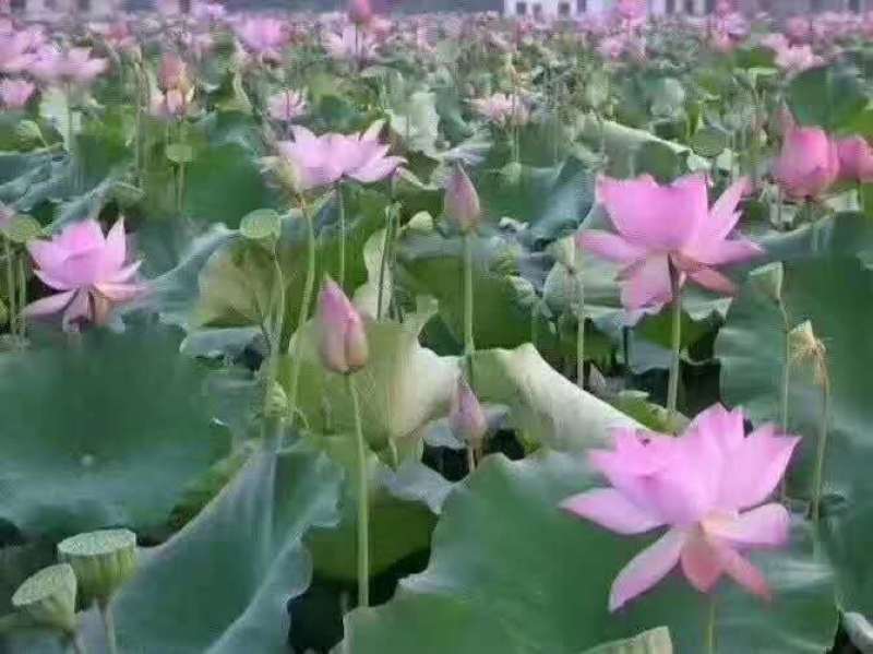 莲藕种，太空莲藕种批发500颗起批送货上门免费提供技术