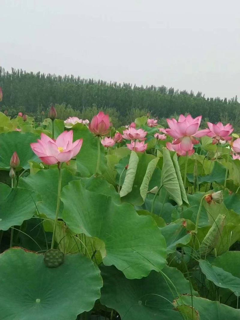 莲藕种，太空莲藕种批发500颗起批送货上门免费提供技术