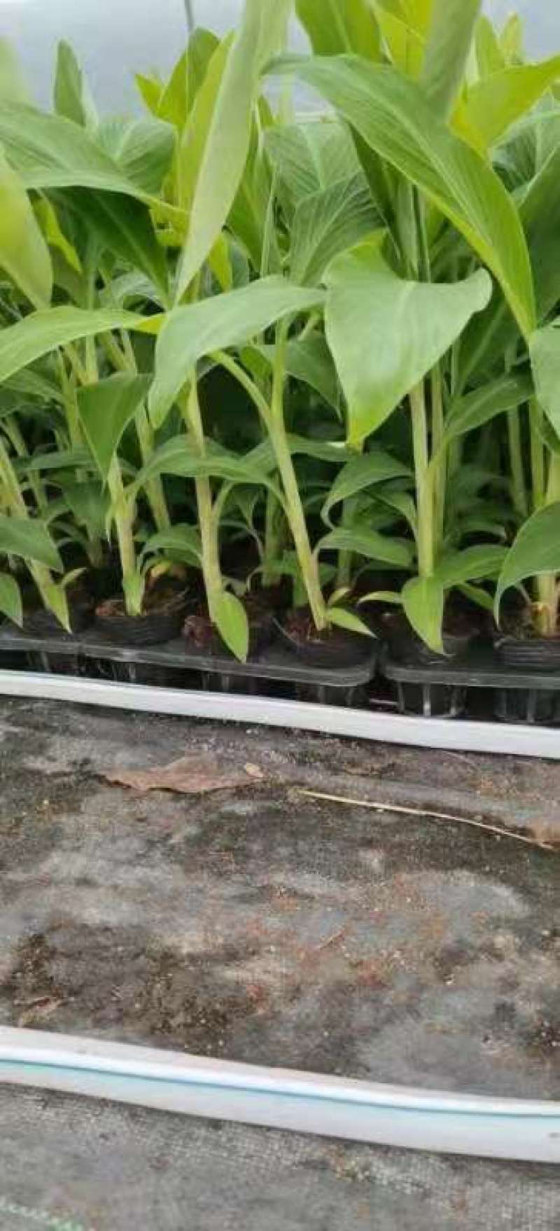 香蕉苗、西贡蕉苗、金粉一号蕉苗，巴西蕉苗，南天黄蕉苗