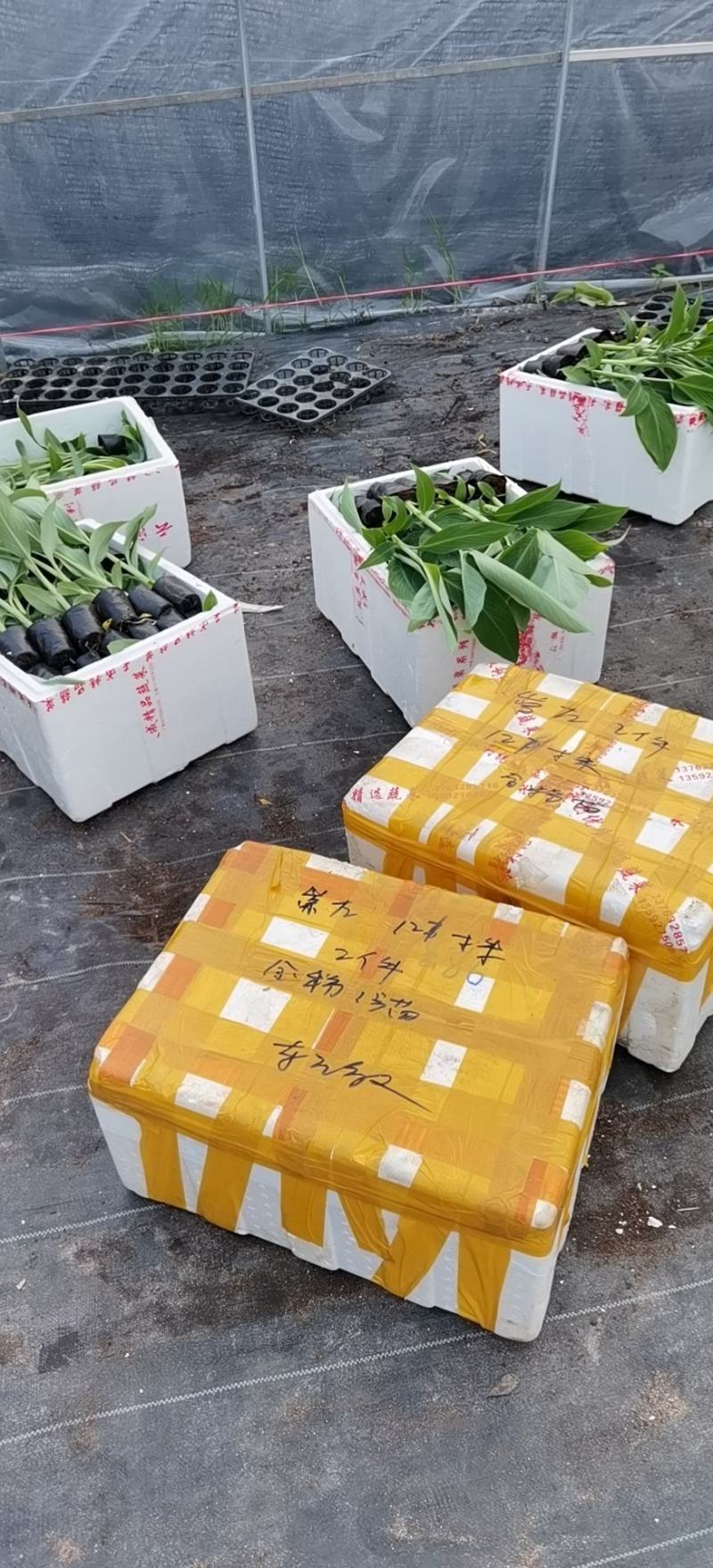 香蕉苗、西贡蕉苗、金粉一号蕉苗，巴西蕉苗，南天黄蕉苗