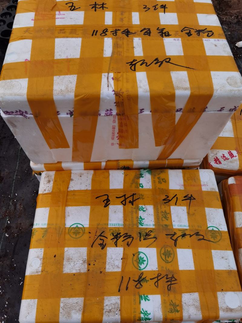 香蕉苗、西贡蕉苗、金粉一号蕉苗，巴西蕉苗，南天黄蕉苗