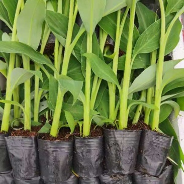 香蕉苗、西贡蕉苗、金粉一号蕉苗，巴西蕉苗，南天黄蕉苗