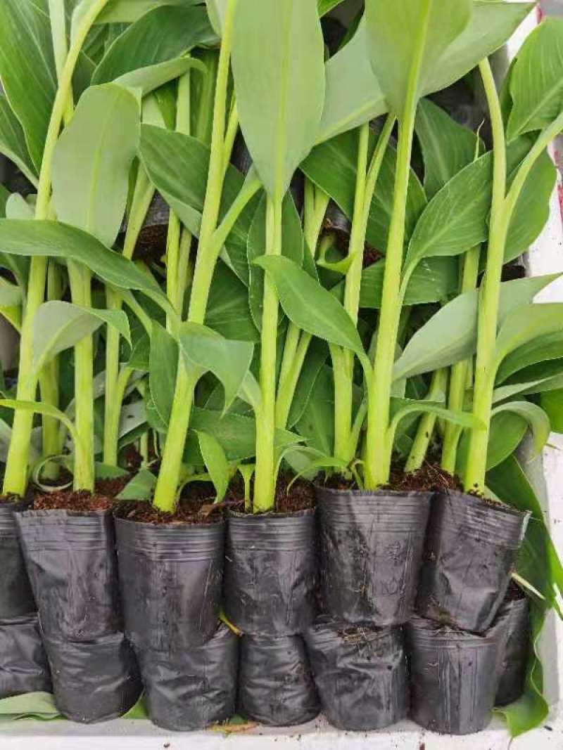香蕉苗、西贡蕉苗、金粉一号蕉苗，巴西蕉苗，南天黄蕉苗