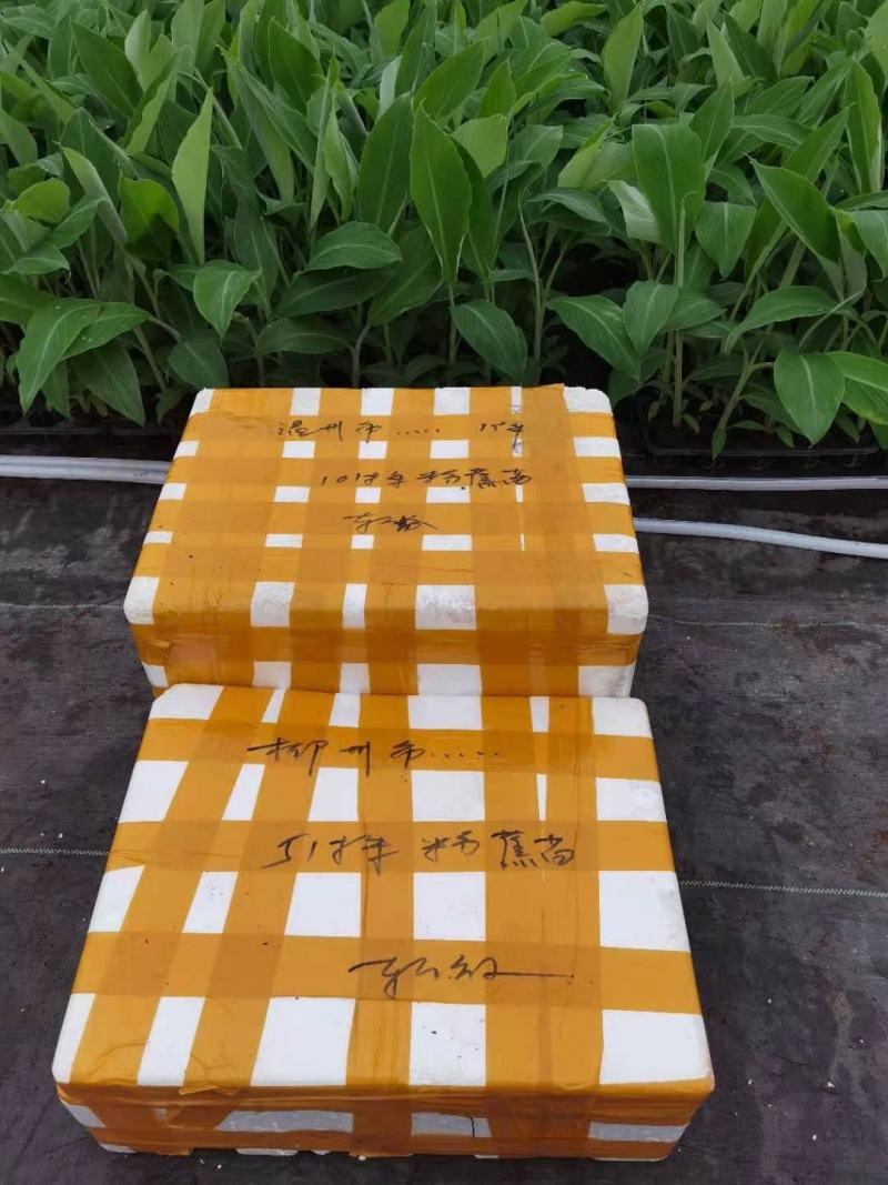 香蕉苗、西贡蕉苗、金粉一号蕉苗，巴西蕉苗，南天黄蕉苗