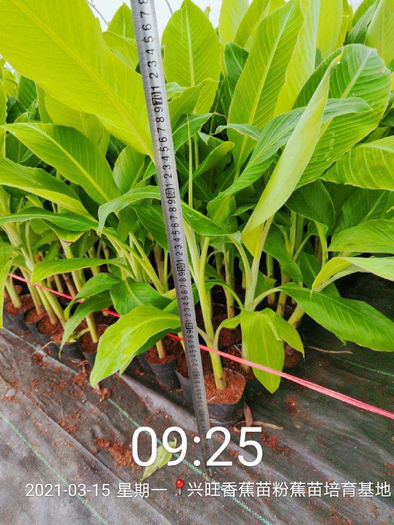 香蕉苗、西贡蕉苗、金粉一号蕉苗，巴西蕉苗，南天黄蕉苗