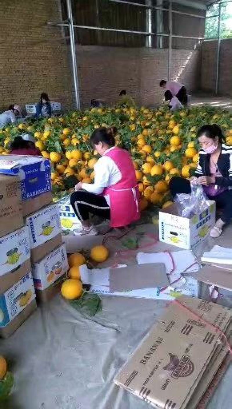 伊丽莎白，久红瑞，花雷，东方蜜，焦蜜25-17香瓜甜瓜-