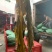 海带皮，大量现货，价格美丽，肉质厚，销量好