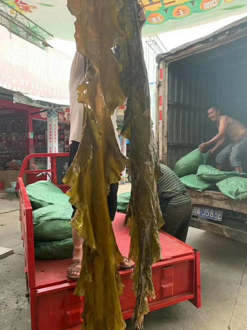海带皮，大量现货，价格美丽，肉质厚，销量好