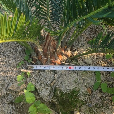 4-6公分的铁树小苗，根系发达，生命力特别顽强，有意者联
