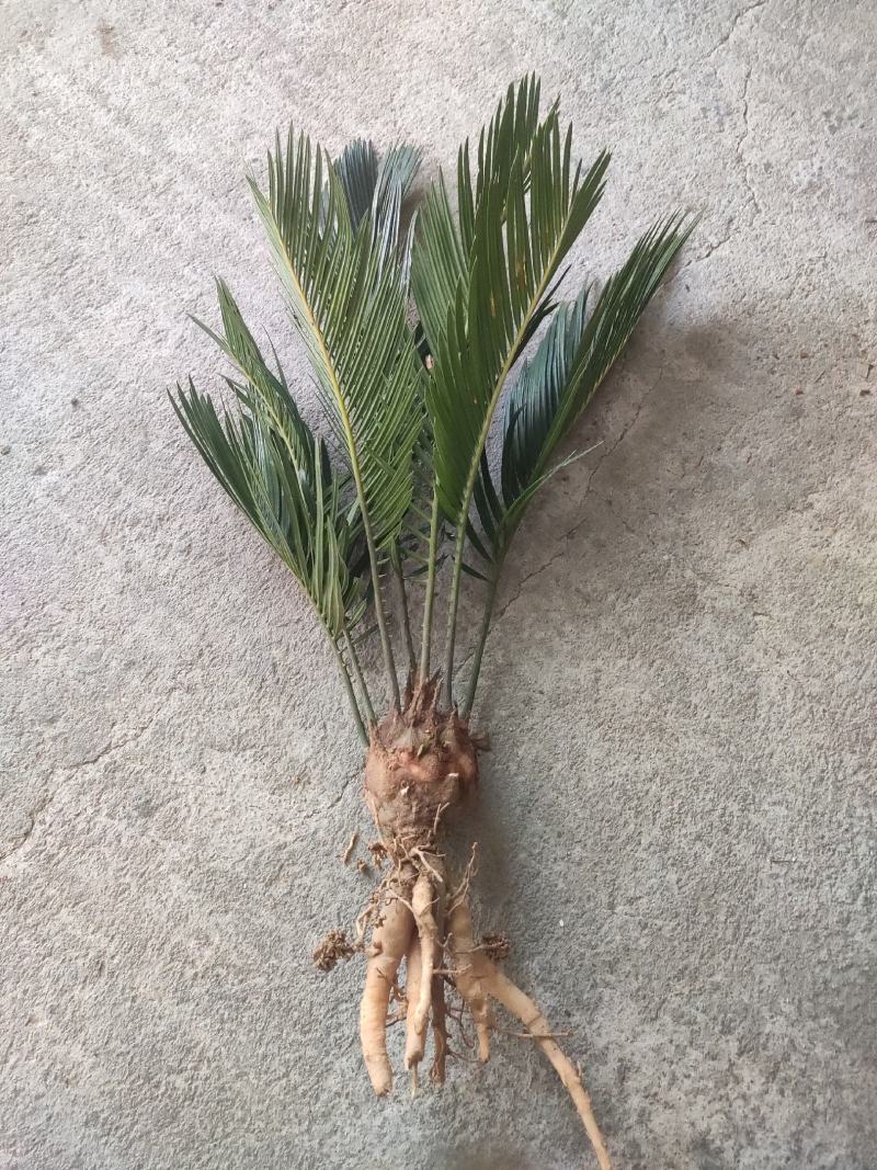 4-6公分的铁树小苗，根系发达，生命力特别顽强，有意者联