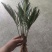 4-6公分的铁树小苗，根系发达，生命力特别顽强，有意者联