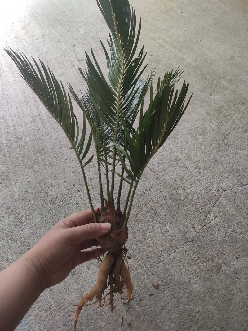 4-6公分的铁树小苗，根系发达，生命力特别顽强，有意者联