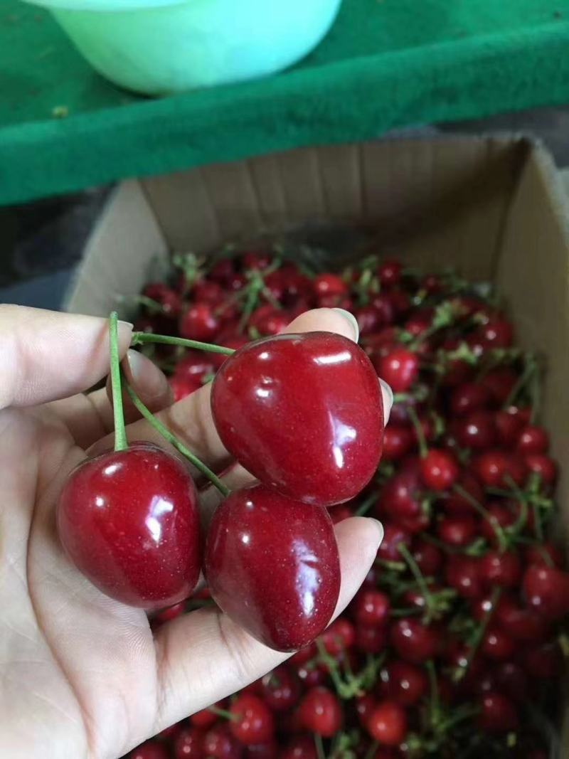 陕西大荔县樱桃大棚樱桃，钢架棉被大樱桃布鲁克斯，美早