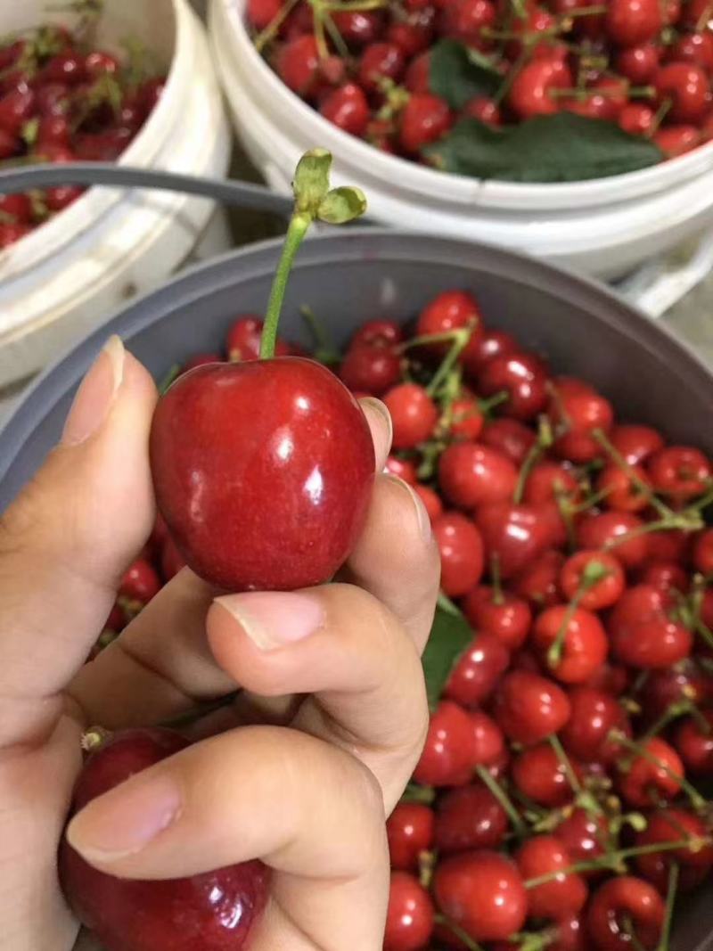 陕西大荔县樱桃大棚樱桃，钢架棉被大樱桃布鲁克斯，美早