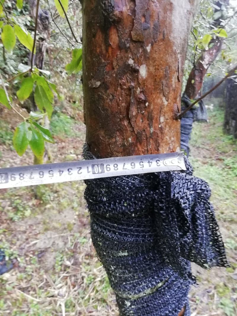 紫杜鹃大熟桩，直径在十公分以上
