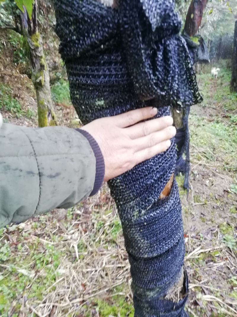 紫杜鹃大熟桩，直径在十公分以上