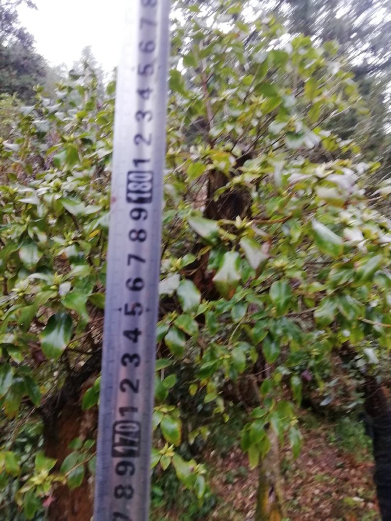 紫杜鹃大熟桩，直径在十公分以上