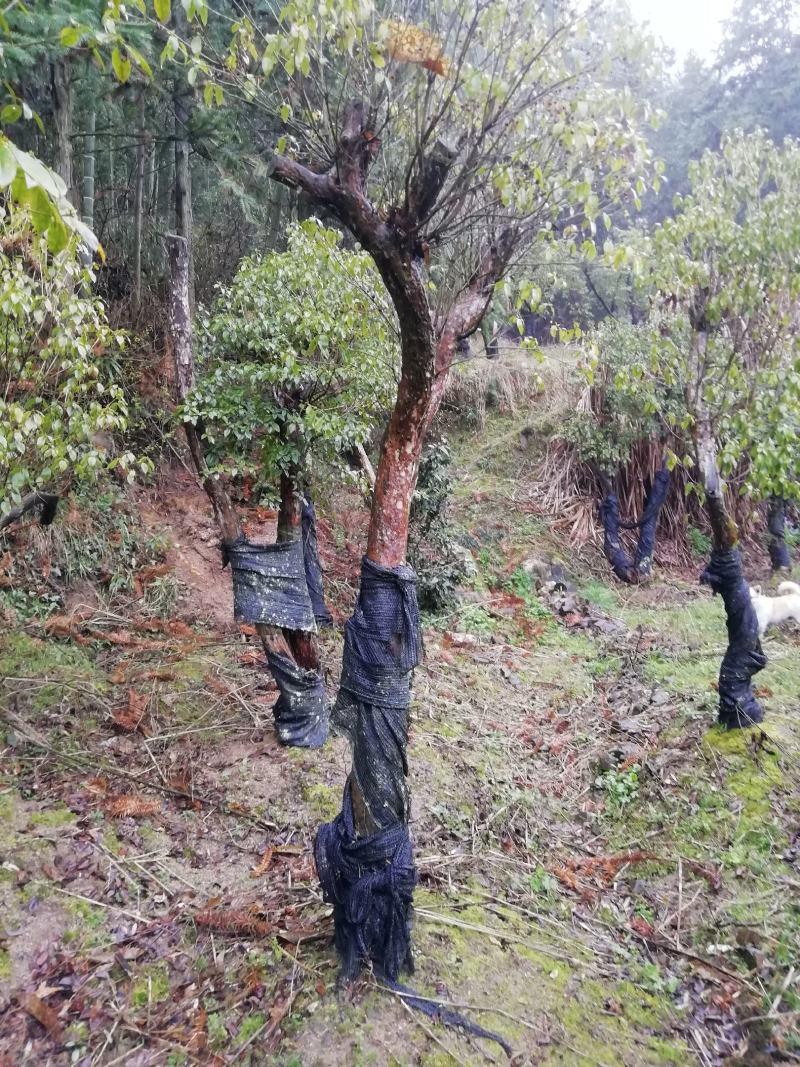 紫杜鹃大熟桩，直径在十公分以上