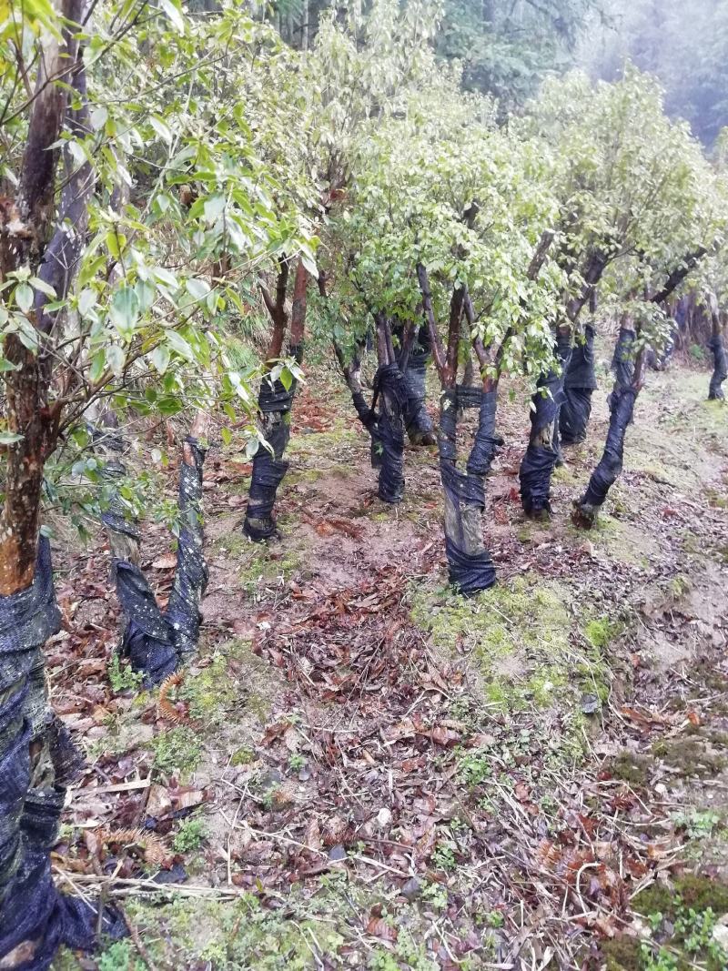 紫杜鹃大熟桩，直径在十公分以上