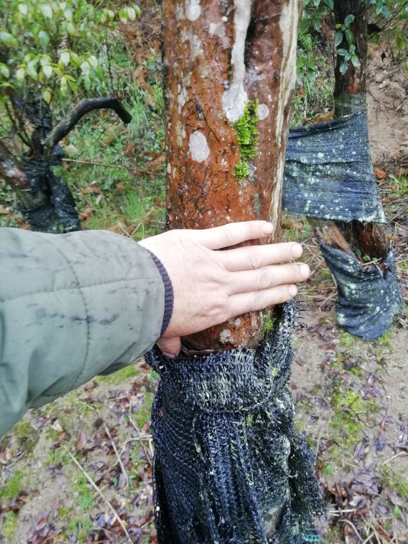 紫杜鹃大熟桩，直径在十公分以上