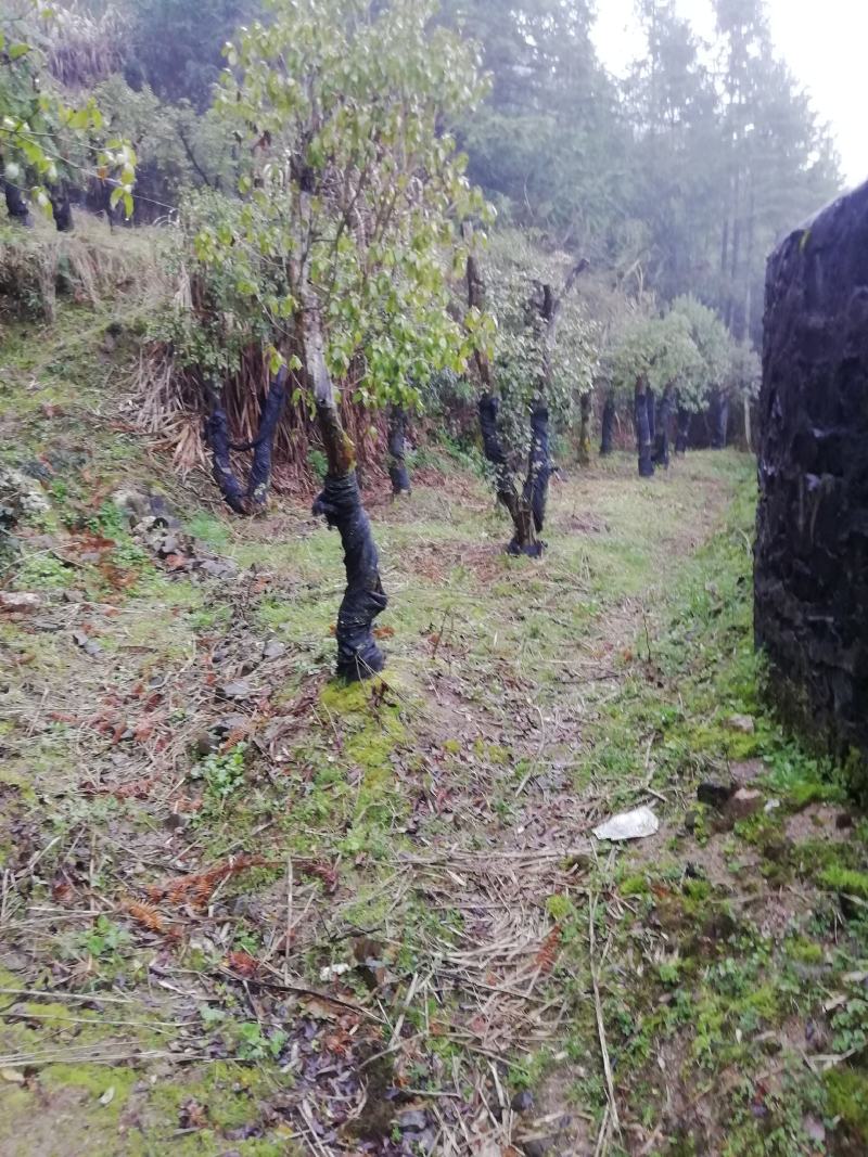紫杜鹃大熟桩，直径在十公分以上