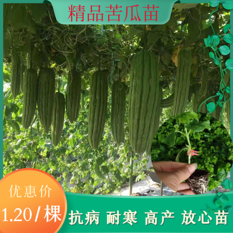 大肉油瓜苗（抗性好，产量高，）直生苗，嫁接苗