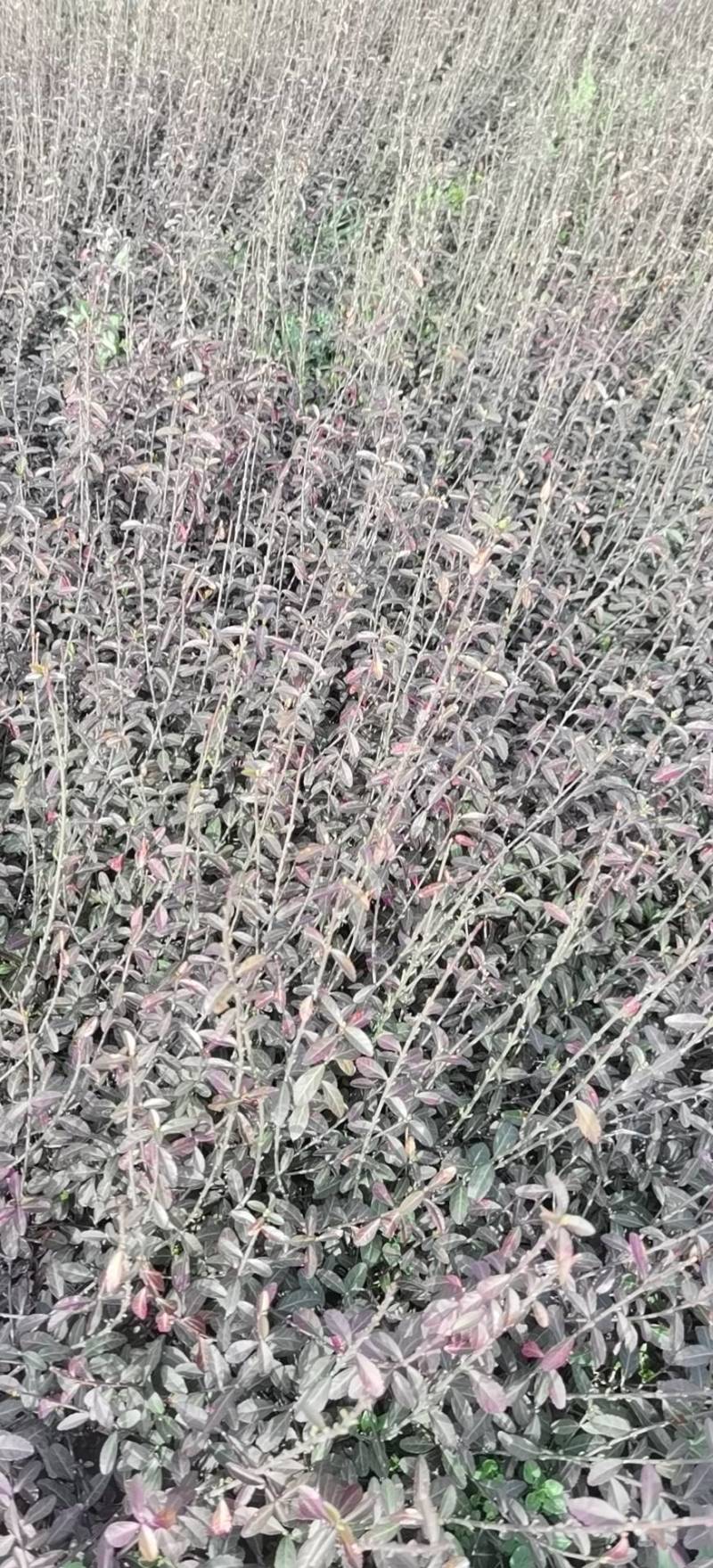 小叶扶芳藤.基地直发，自产自销.量大从优欢迎咨询