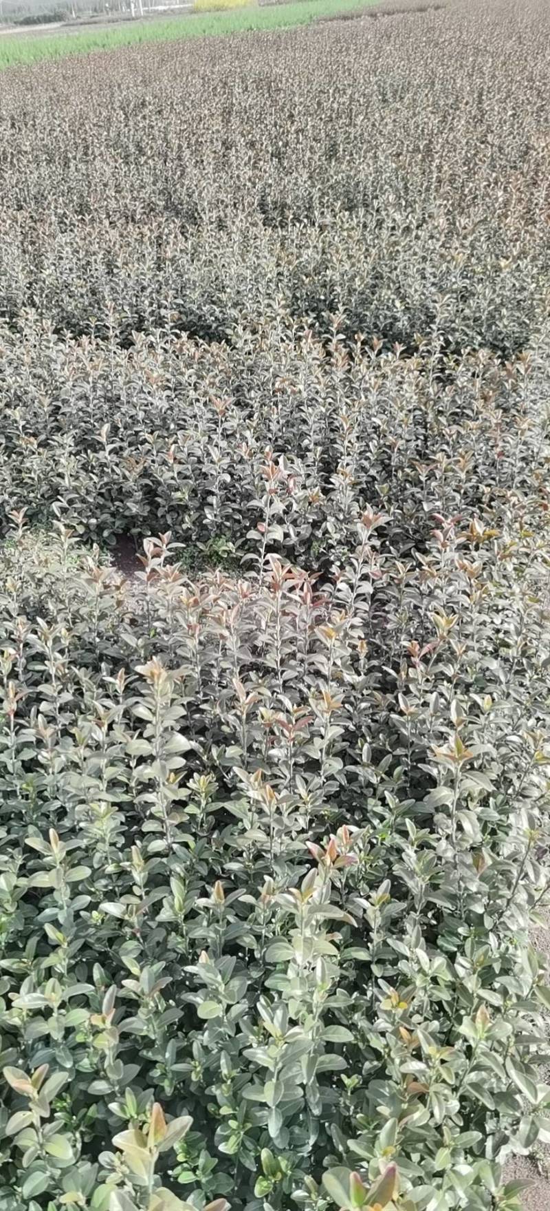 小叶扶芳藤.基地直发，自产自销.量大从优欢迎咨询