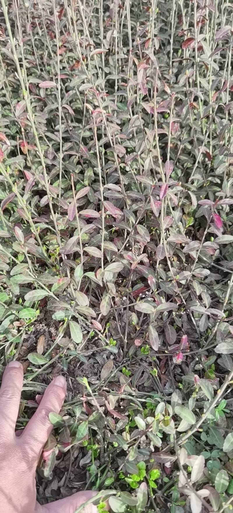 小叶扶芳藤.基地直发，自产自销.量大从优欢迎咨询