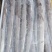 印尼钓带(300-500)(500700)巴西手续齐全