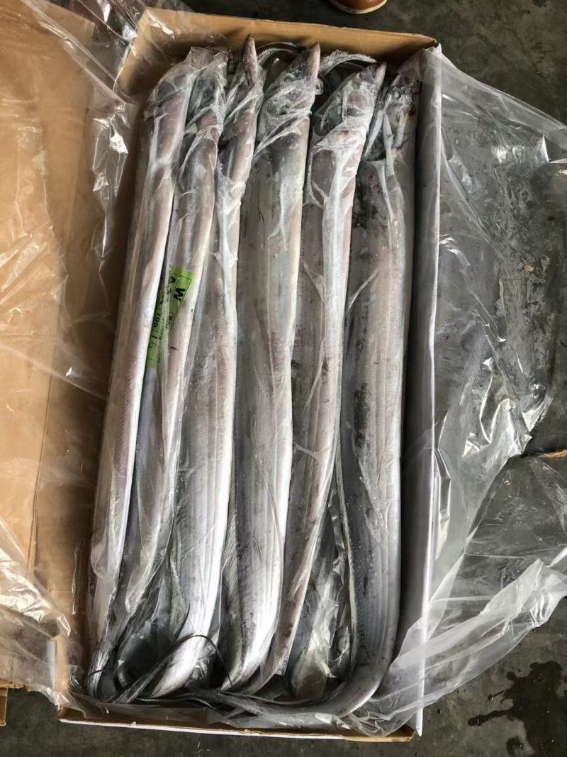 印尼钓带(300-500)(500700)巴西手续齐全