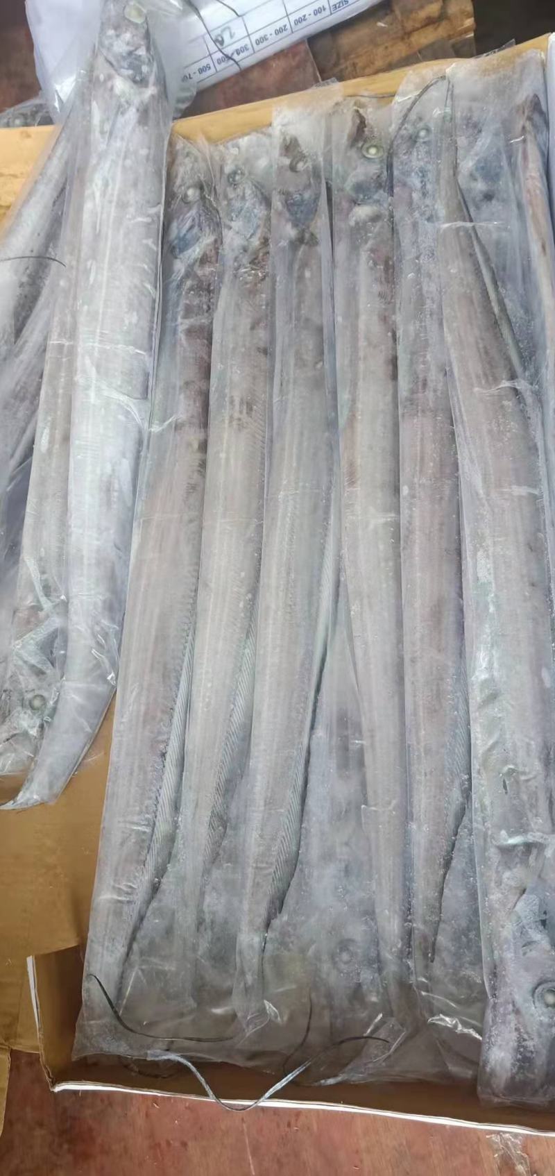 印尼钓带(300-500)(500700)巴西手续齐全