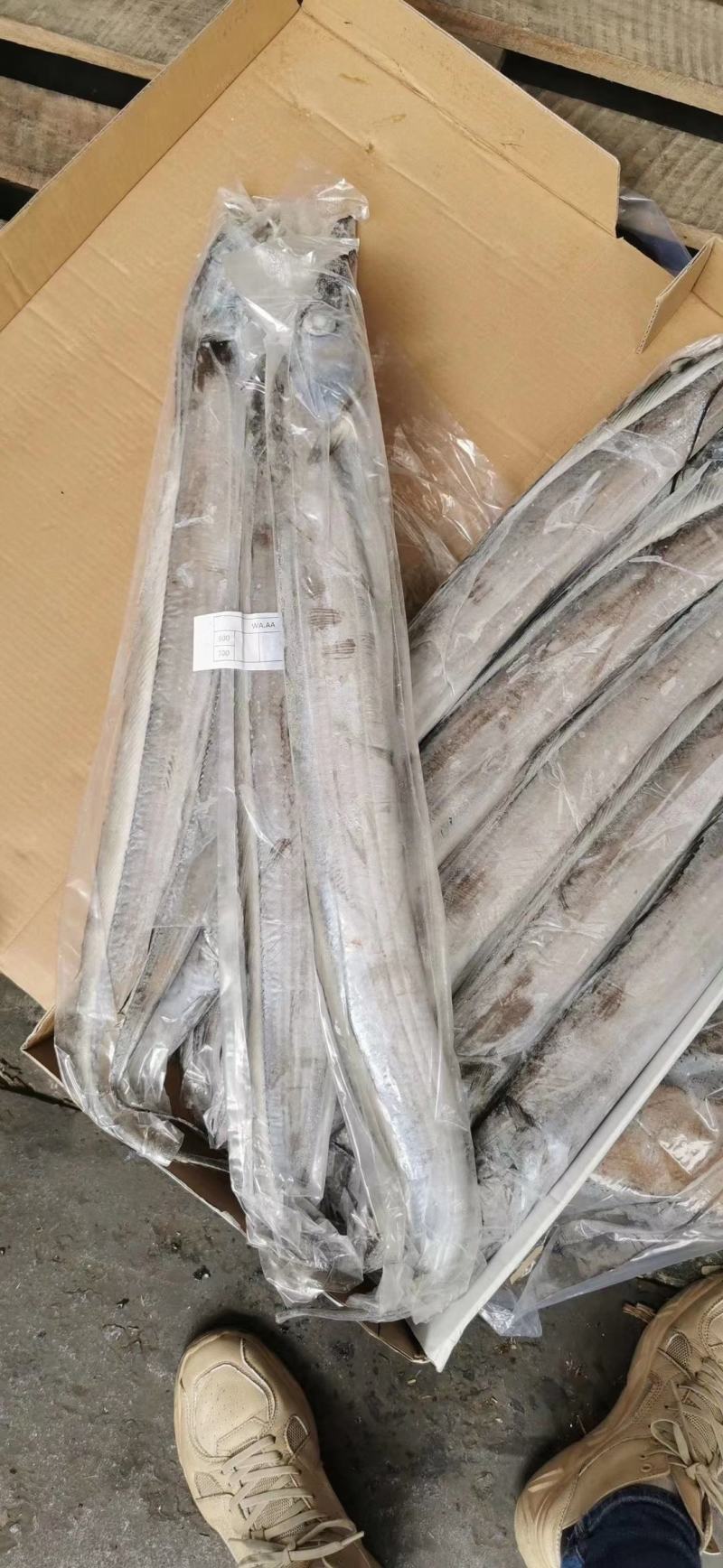 印尼钓带(300-500)(500700)巴西手续齐全