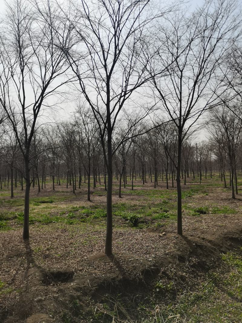 榉树5—20公分丛生榉树基地直发量大从优