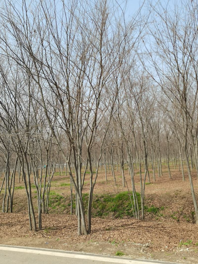 榉树5—20公分丛生榉树基地直发量大从优