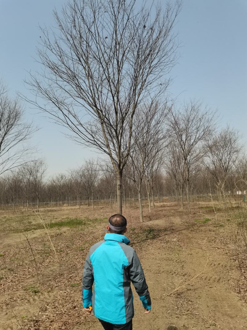 榉树5—20公分丛生榉树基地直发量大从优
