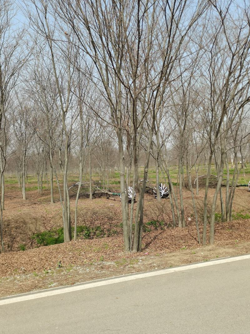 榉树5—20公分丛生榉树基地直发量大从优