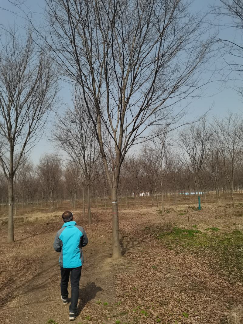 榉树5—20公分丛生榉树基地直发量大从优