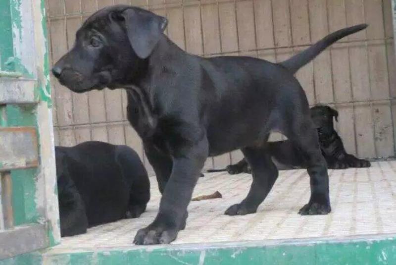 大量出售黑狼犬支持全国发货