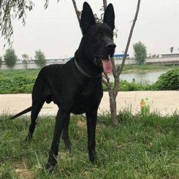 大量出售黑狼犬支持全国发货
